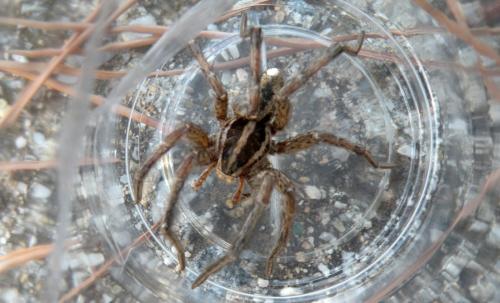 Réf. 325 459 : Hogna (graeca-radiata)